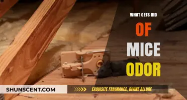 Effective Ways to Eliminate Mice Odor from Your Home