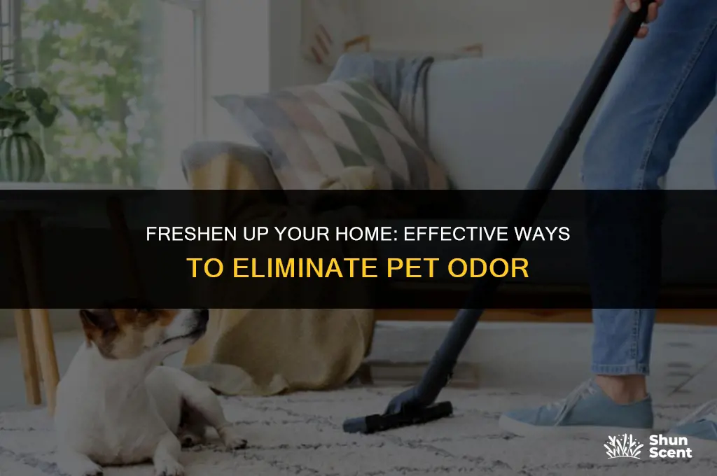 what gets rid of pet odor
