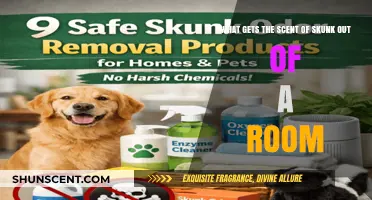Banishing Skunk Odor: Effective Tips for a Fresh-Smelling Room