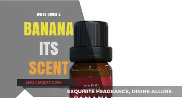Unpeeling the Secrets: What Gives a Banana Its Irresistible Scent?