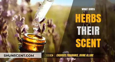 Unveiling Nature's Perfumery: The Science Behind Herbal Aromas