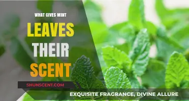 Unlocking the Secrets of Mint: A Journey into Its Fragrant Essence