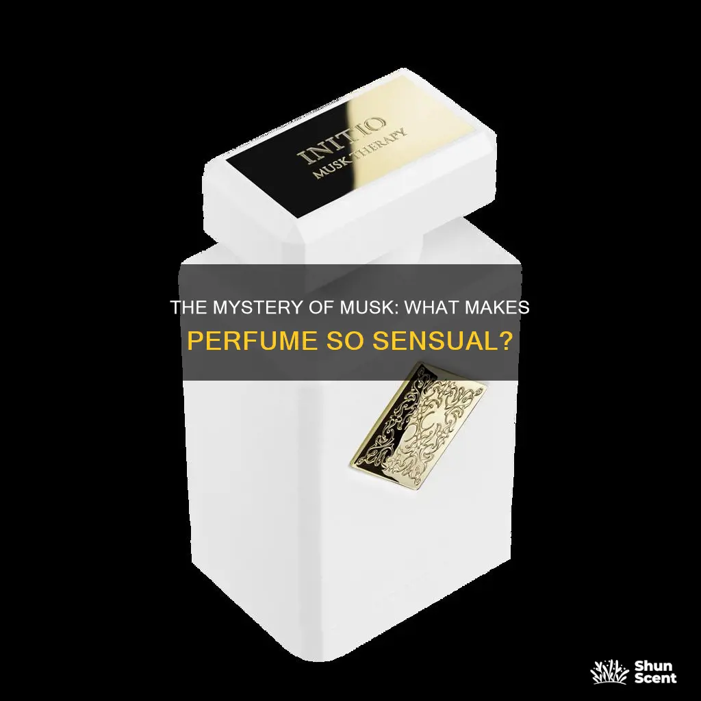 what gives perfume its musky smell