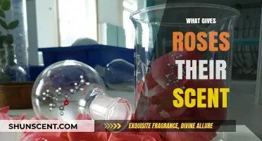 The Fragrant Mystery: Unveiling the Secrets Behind Rose Scents