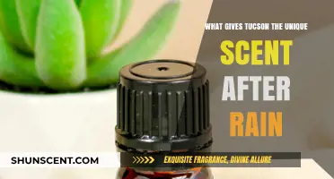 Desert Rainfall: Unveiling Tucson's Distinct Post-Shower Aroma