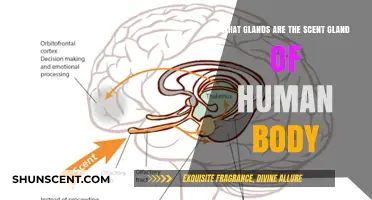 Exploring the Scent Glands: Nature's Perfume Factories in the Human Body