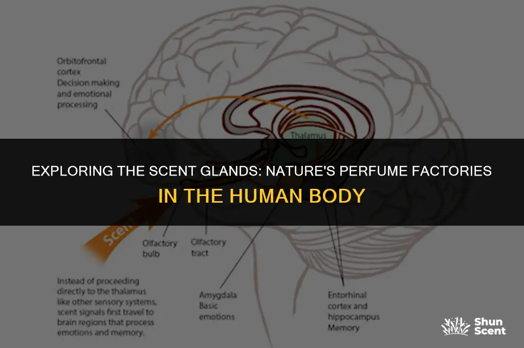 what glands are the scent gland of human body
