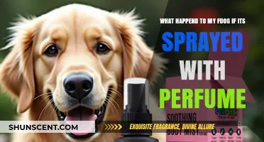 Perfume Spray Mishap: What Happens When Your Dog Gets Spritzed?