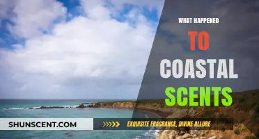 The Mysterious Disappearance of Coastal Scents: An Investigative Journey