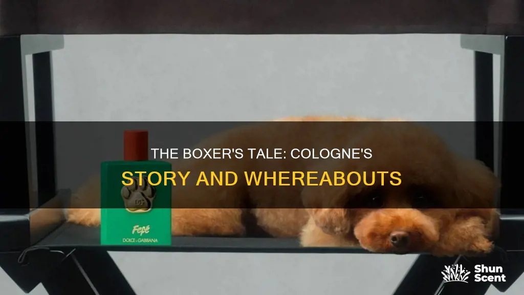 what happened to cologne the boxer