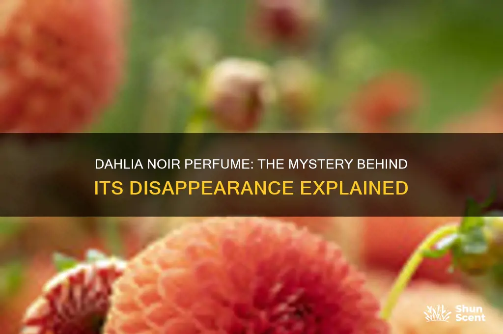 what happened to dahlia noir perfume