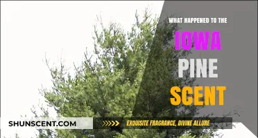 The Vanishing Iowa Pine Scent: A Fragrant Mystery Unfolds