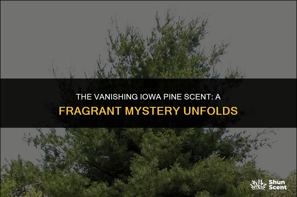 what happened to the iowa pine scent