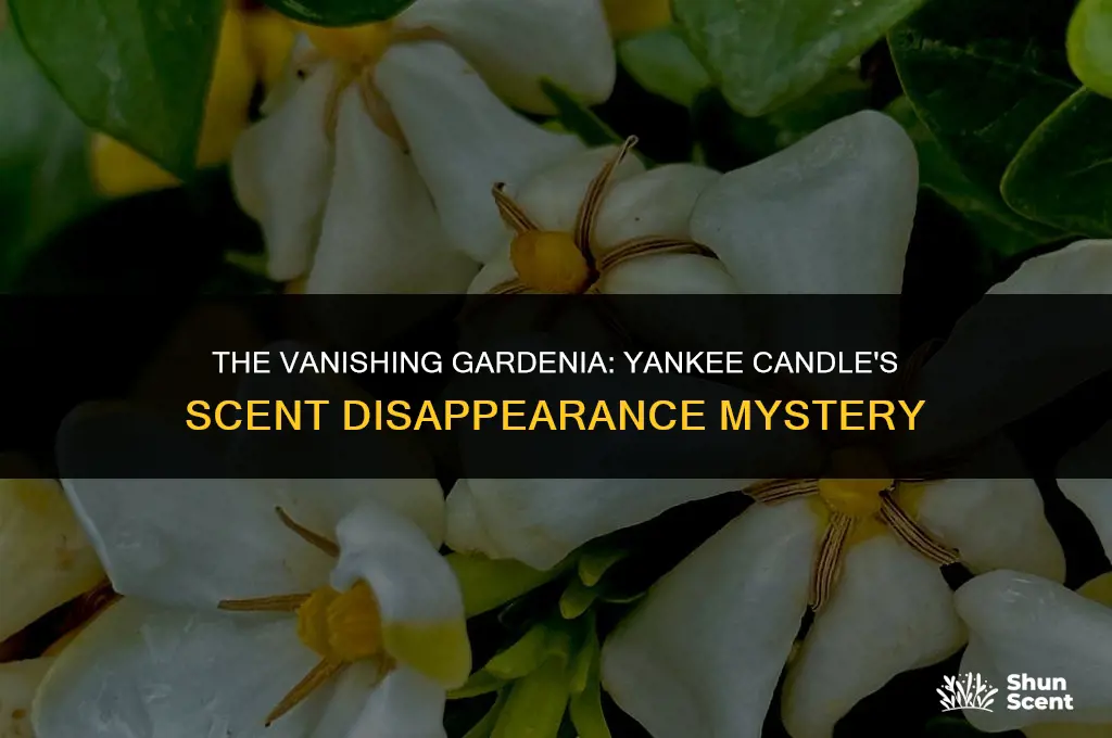 what happened to yankee candle gardinia scent
