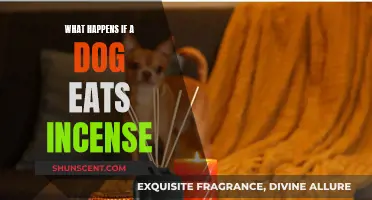 Incense Ingestion in Dogs: Toxicity and Treatment Options
