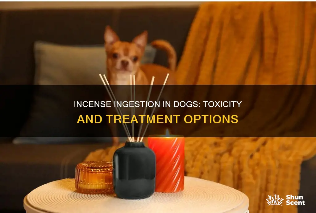 what happens if a dog eats incense