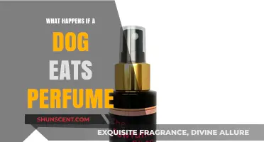 Dog Ate Perfume? Symptoms, Risks, and Emergency Steps to Take