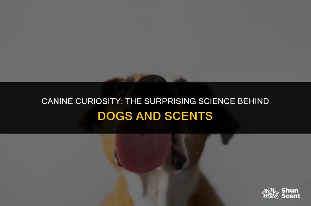 what happens if a dog licks something with your scent