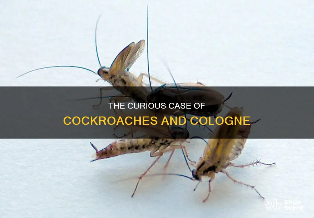 what happens if you spray a cockroach with cologne