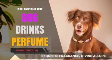 Dog Drank Perfume? Immediate Steps and Potential Health Risks Explained