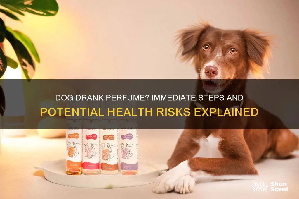 what happens if your dog drinks perfume