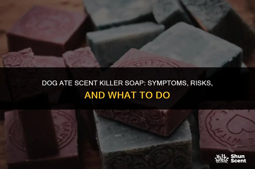 what happens if your dog eats scent killer soap