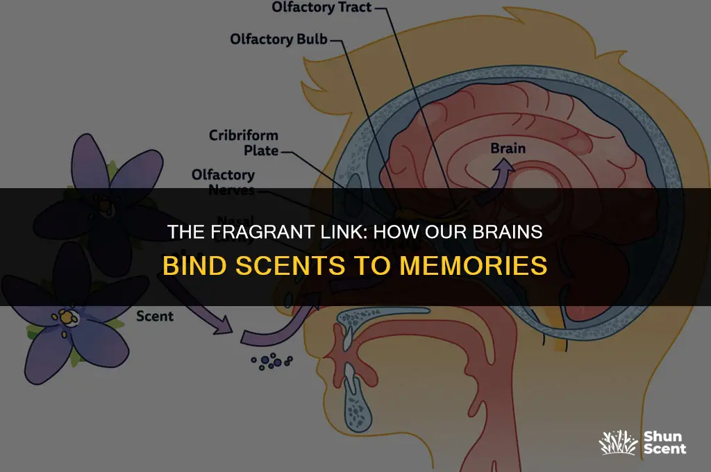 what happens in our body to associate scent and memory