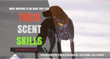 When K9 Dogs Lose Their Scent: A Journey Through Canine Olfactory Challenges