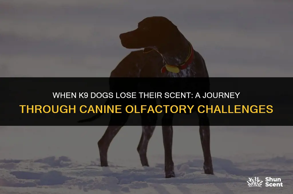 what happens to k9 dogs that lose their scent skills