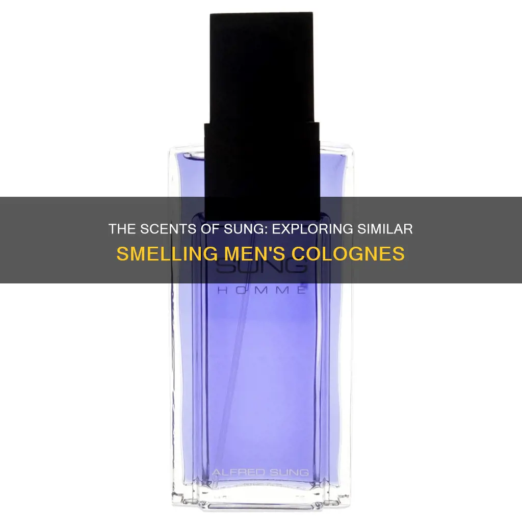 what have same smell like sung mens cologne