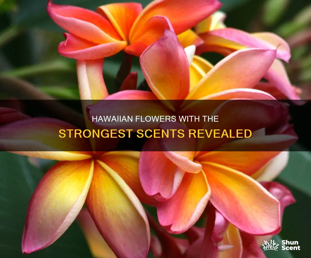 what hawaiian flowers have the most aroma