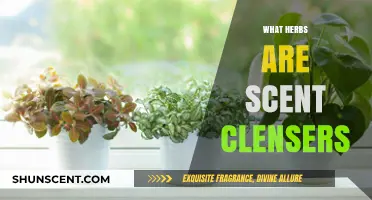 Freshen Your Space: Herbs That Naturally Cleanse the Air