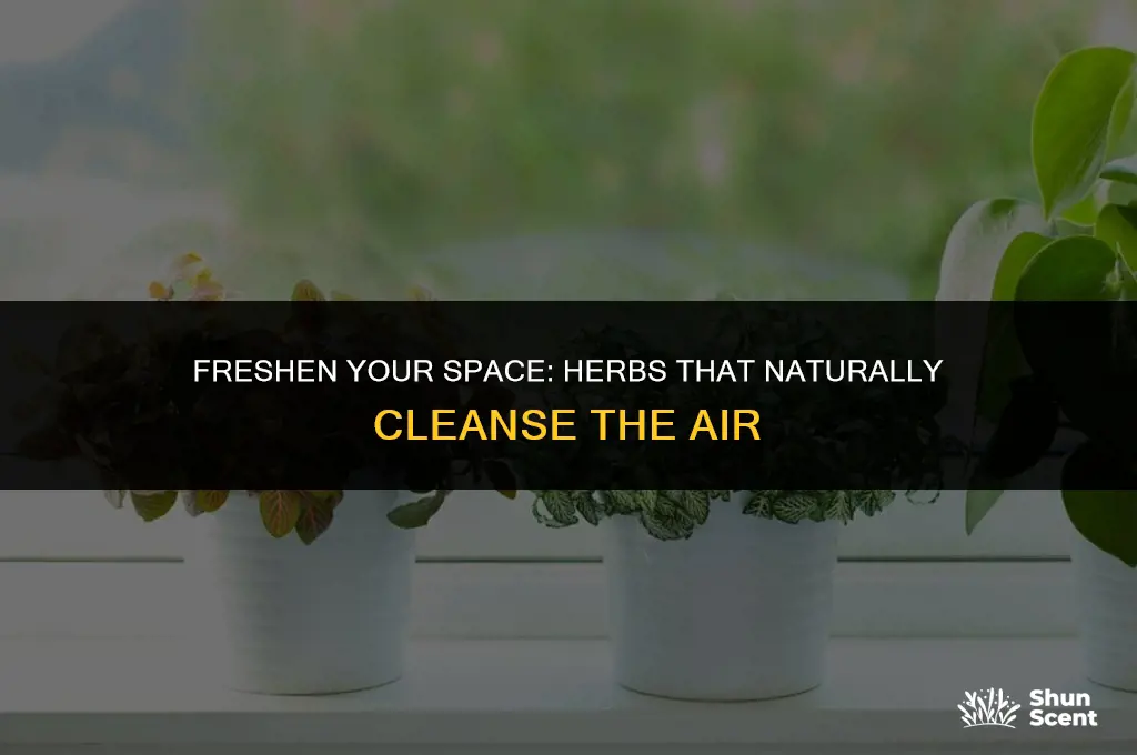 what herbs are scent clensers