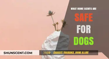 Pet-Friendly Aromas: Safe Home Scents for Your Furry Friends