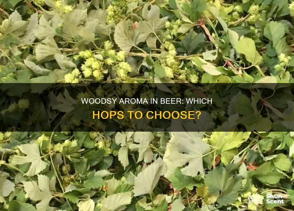 what hop gives a woodsy aroma