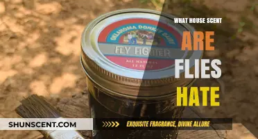 Natural Fly Repellents: Discover the Scents Flies Despise in Your Home