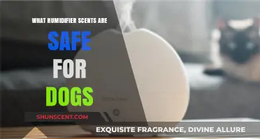 Pet-Friendly Aromas: Humidifier Scents Safe for Your Canine Companion
