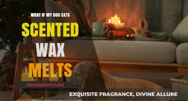 Paws and Reflect: The Dangers of Scented Wax Melts for Dogs
