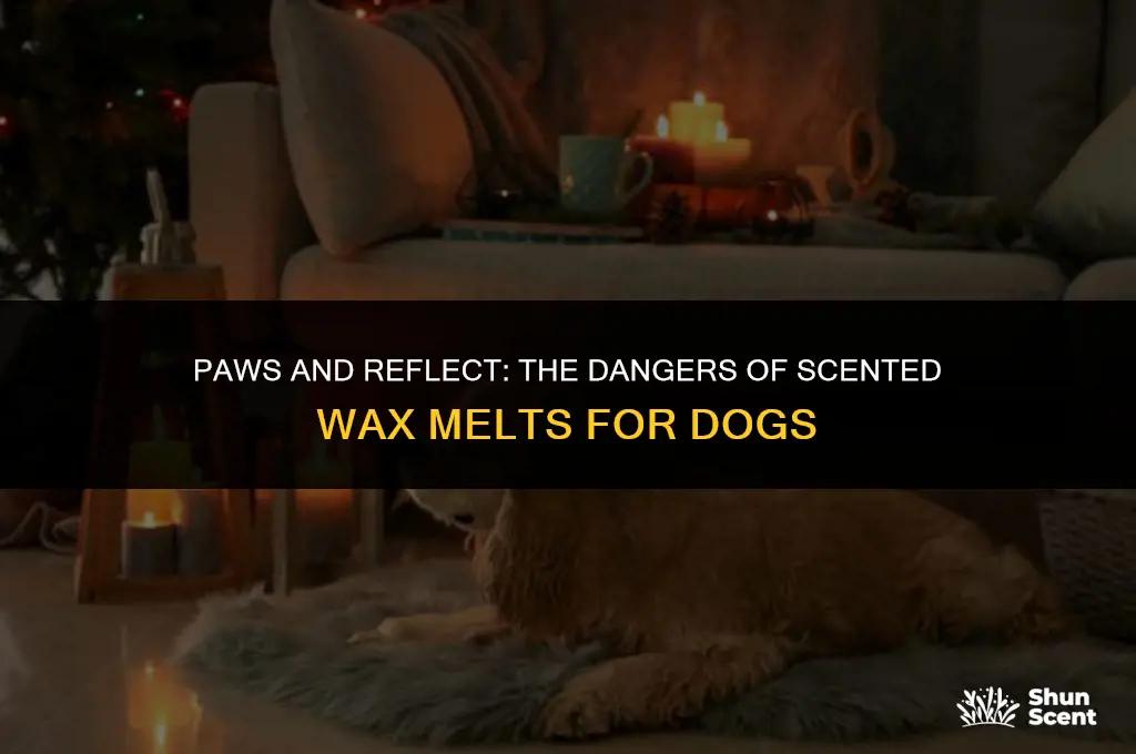 what if my dog eats scented wax melts