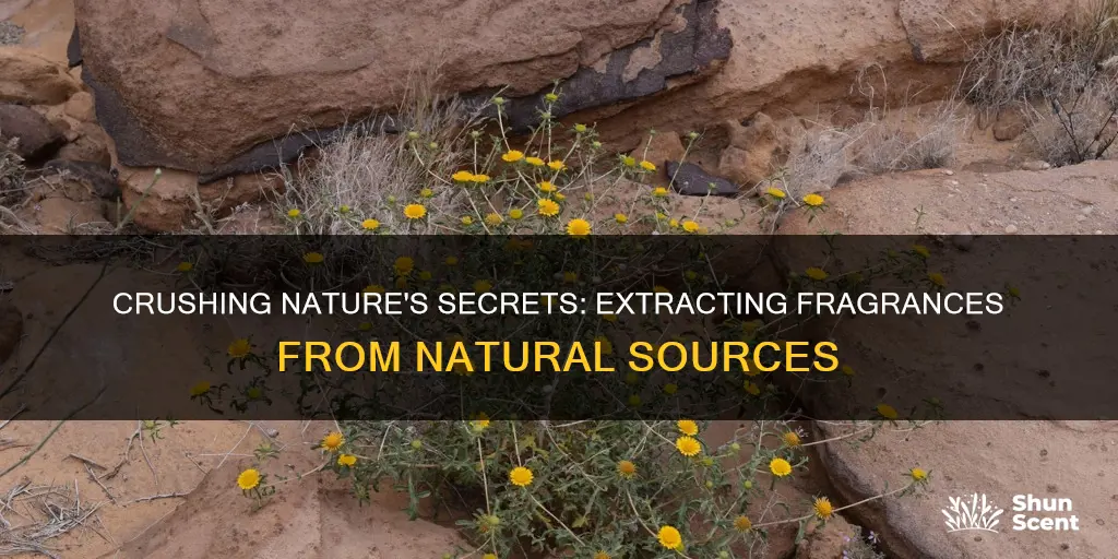 what in nature is crushed to get the fragrance out