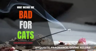 Incense and Cats: What's Safe and What's Not?