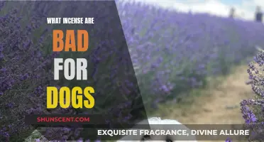 Incense and Dogs: What's Safe and What's Not?