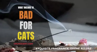 Incense and Cats: What's Safe and What's Not?