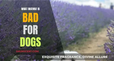 Incense and Dogs: What's the Harm?