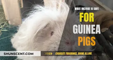 Incense and Guinea Pigs: Safe Scents for Small Pets