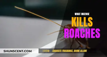 Incense Scents That Repel and Kill Roaches