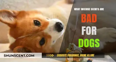 Harmful Hues: Incense Scents to Avoid Around Your Canine Companion