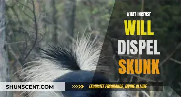 Incense Scents to Neutralize Skunk Odors