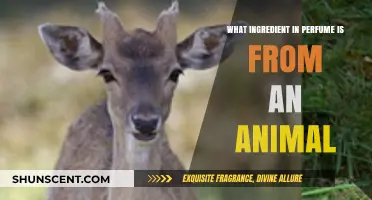 Unveiling the Surprising Animal-Derived Ingredient in Your Perfume