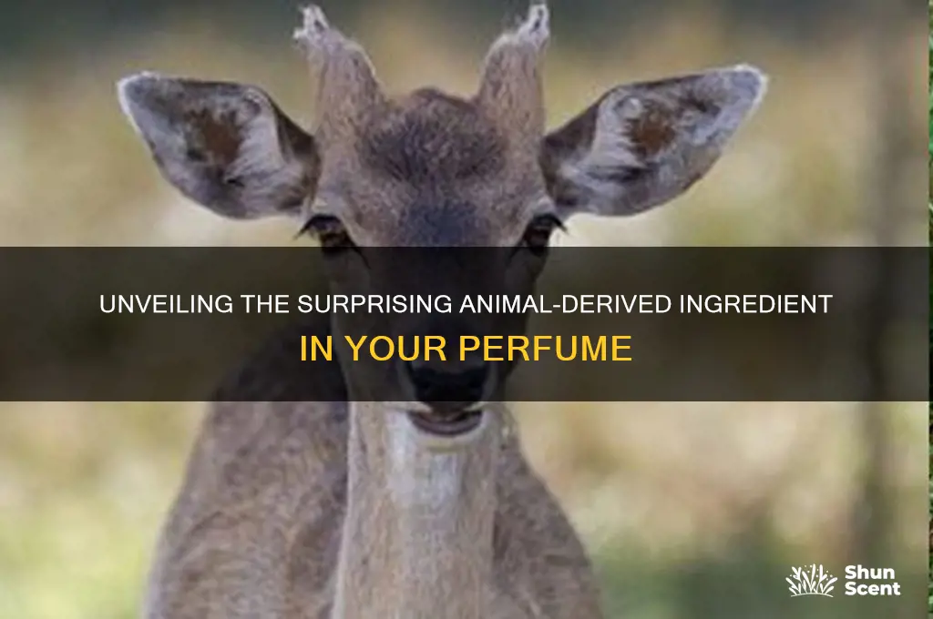 what ingredient in perfume is from an animal